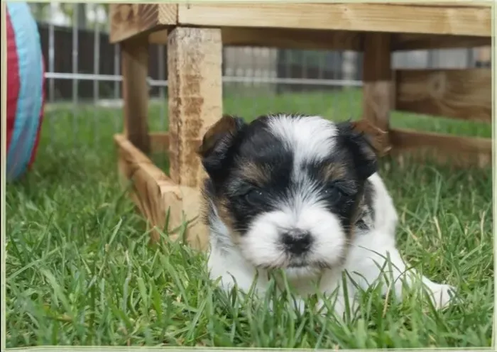 Biewer Terrier Macho Tricolor Encantador e Cheio de Charme