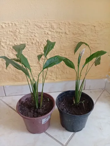 Mudas de lírio da paz