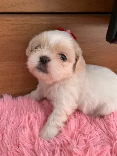 Lhasa Apso Pequeno Fêmea Linda, Elegante e Cheia de Estilo