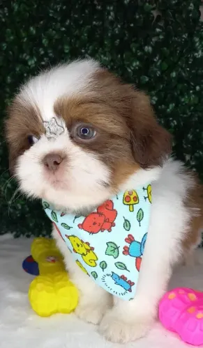 Shih-Tzu Mini Macho Tricolor Seu Novo Melhor Amigo