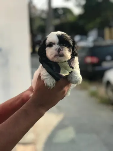 Shih tzu  machinho na cor preto com branco filhote com 47 dias vacinado disponível em loja