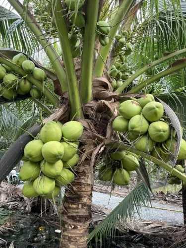 Frutifera Mudas de Coco-anão 