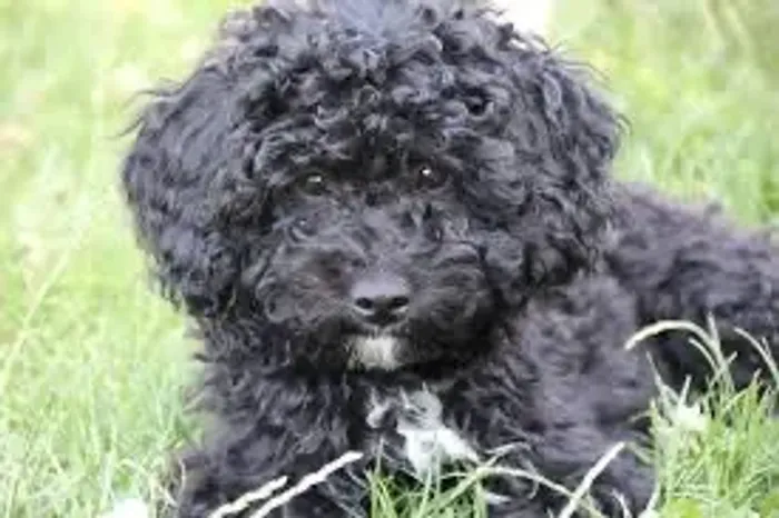 Poodle fêmeas pretas 