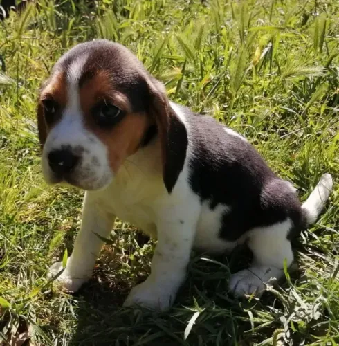 Beagle fofos e inteligentes, caês de caça
