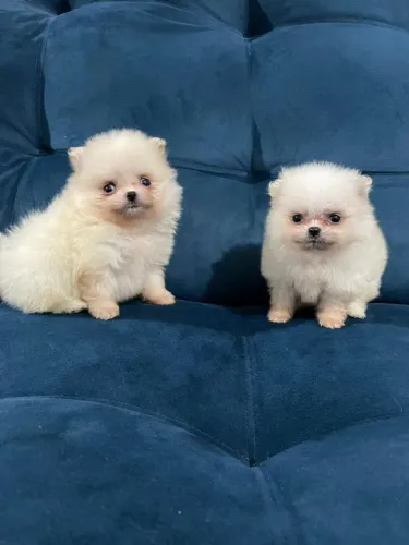 Vendo lindos filhotes de Spitz anão 