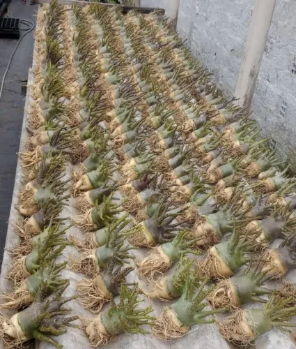Rosas deserto arabicum ids importados Mr ram