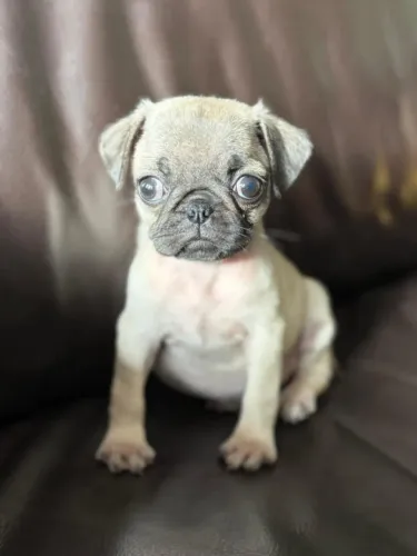 Filhotes de Pug | Prontos para nova família!