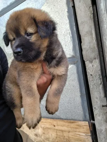 Vendo Chow chow