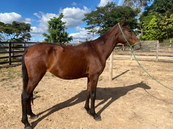 Égua mangalarga marchador registrada em definitivo 3 anos