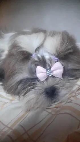 Cachorro da raça shih tzu fêmea é macho 