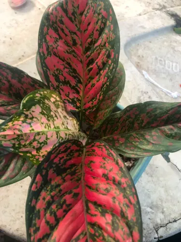 Planta linda para sua casa