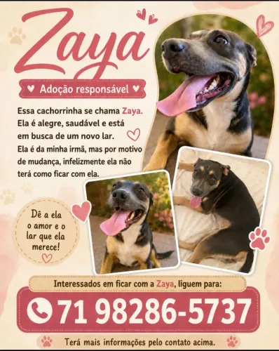Doação de uma cachorrinha 
