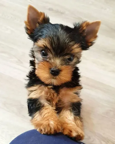 Seu Novo Amigo Está Esperando Yorkshire micro fêmea 