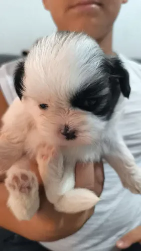 Shih tzu