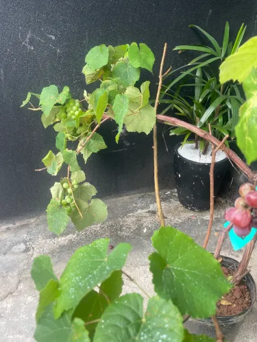 Bonsai de uva Izabel produzindo 