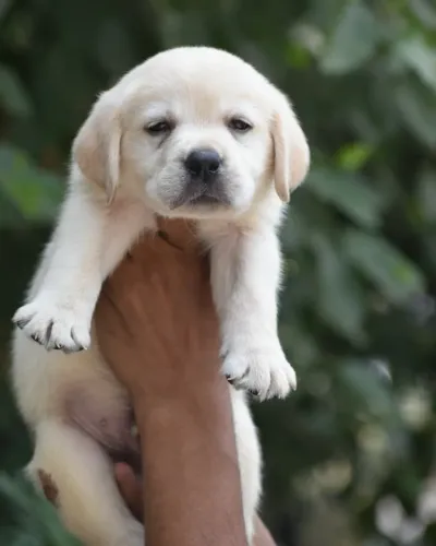 Labrador saudavel