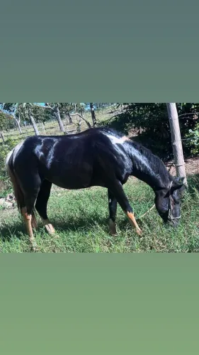 Cavalo 