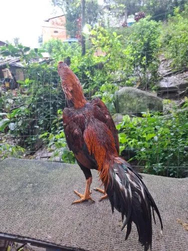 Galo inglês