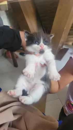 Pets para adoção