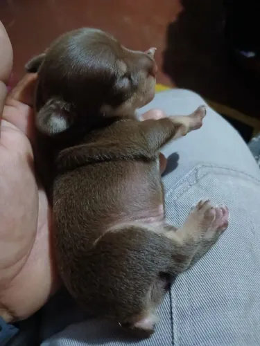 Cachorro de 1500