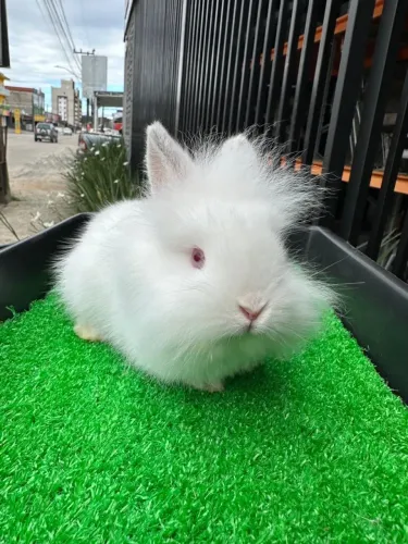 Coelho Mini lion filhote branco