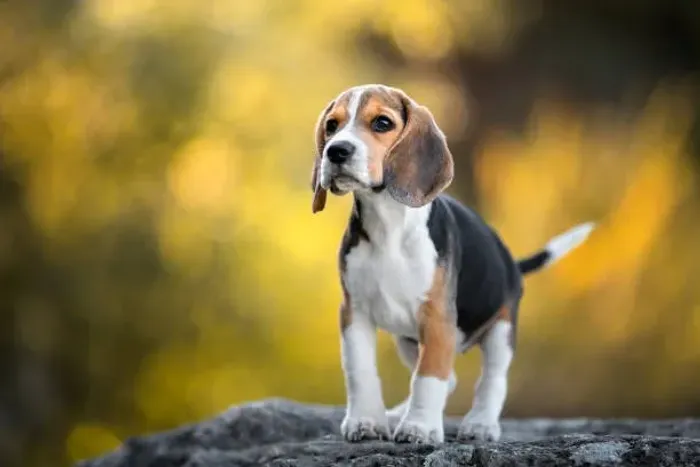 Filhote de Beagle O Pequeno Aventureiro Que Encanta