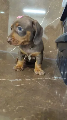 Dachshund fêmea e machos lindos bebes