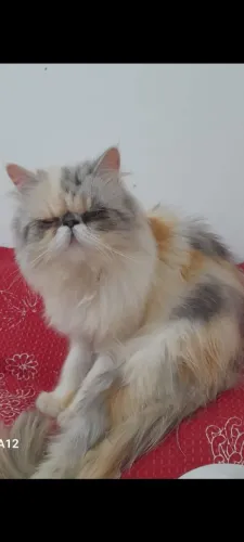 Vende se uma gata persa show
