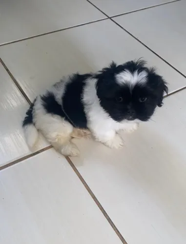 Cachorro shirzu femea