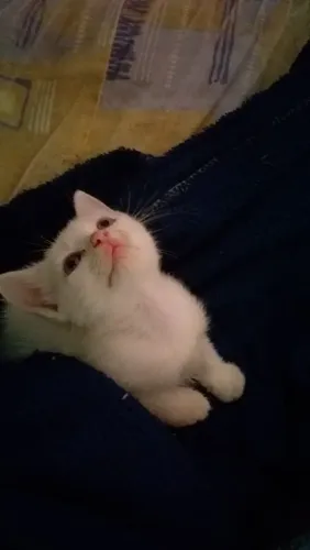 Gatinhos Albinos 