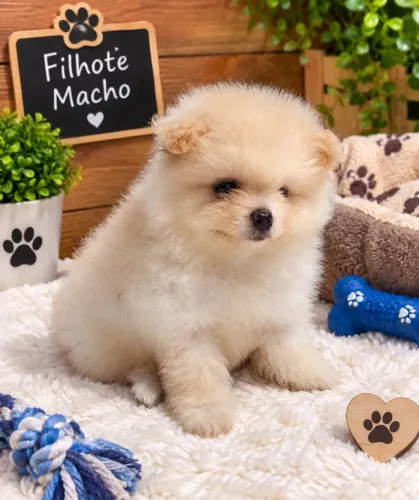 Lulu da pomerania macho