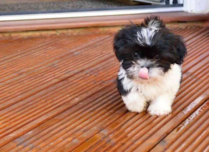 Shih Tzu Aproveite a disponibilidade atual