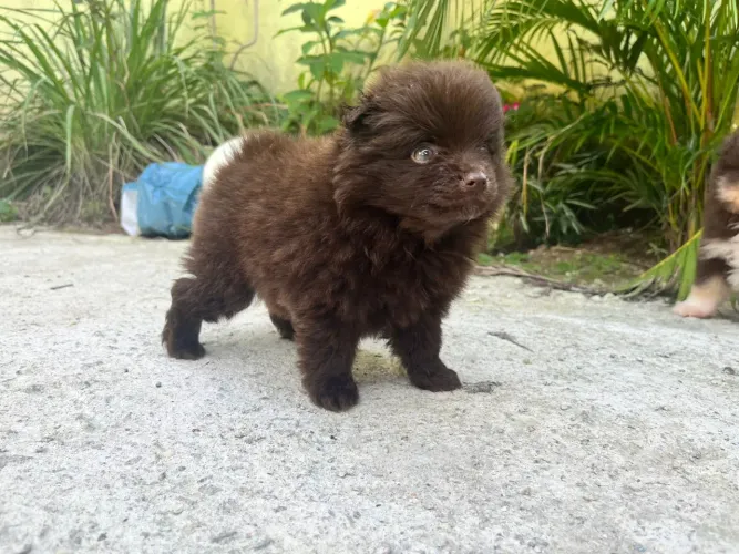 Lulu da Pomerânia