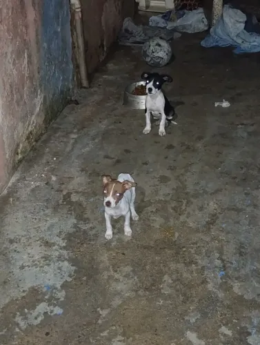 Filhotes de Pit Bull