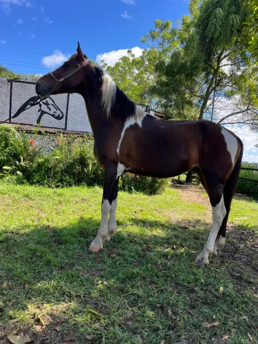 CAVALO PAMPA MÁQUINA DE MARCHA PICADA