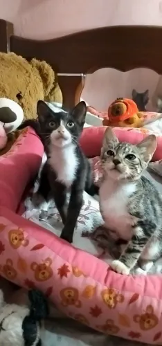 DOAÇÃO DE GATAS