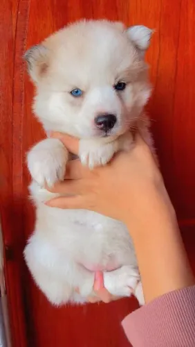 Filhote husky siberiano, Corações peludos prontos para encher sua casa de amor!