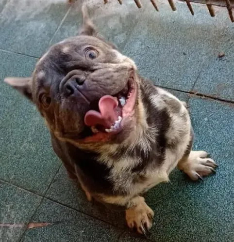 Buldogue francês exótico