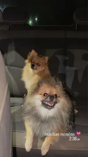 Spitz alemão