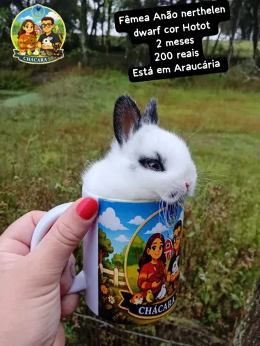 Seu bichinho esta na Chácara S. S