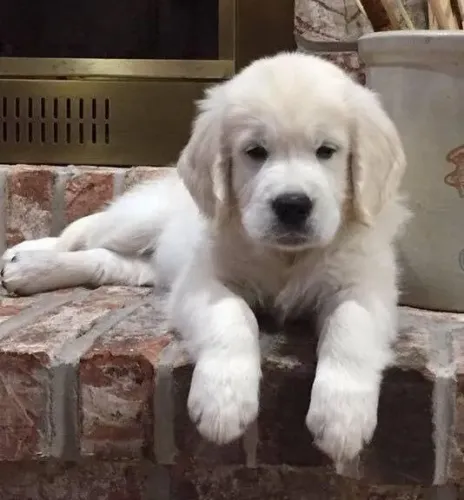 Filhotes de Golden Retriever | Filhote cheio de charme.