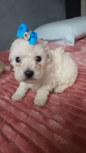 POODLE  MICRO 
