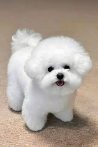 Filhotes Bichon Frisê Lindos bebês disponíveis 