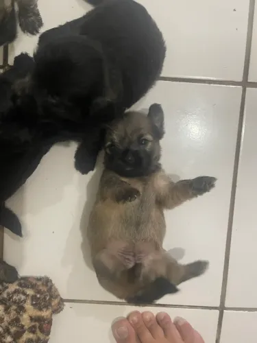 Filhotes de Shitzu e Poodle