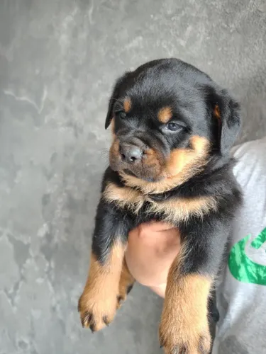 Animal de estimação