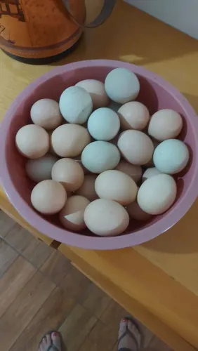 Ovos e pintinhos gsb