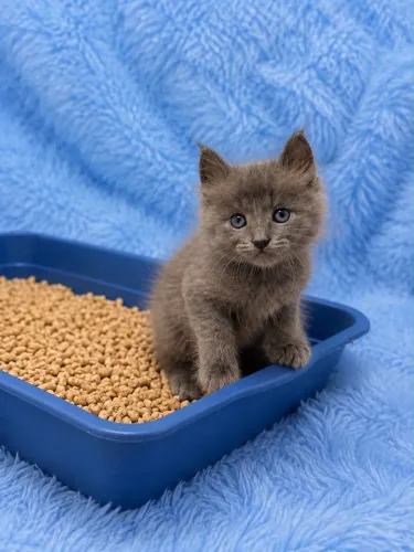 Russian Blue filhote
