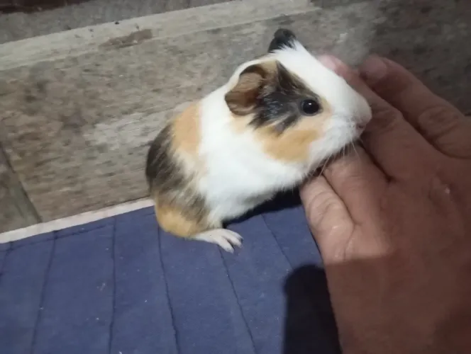 Vando lindos filhotes de pouquinho da índia