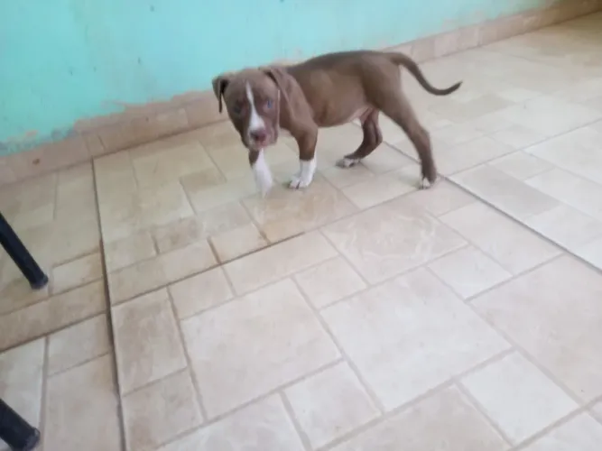 Pit Bull ap..