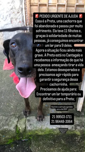 Adoção responsável urgente 